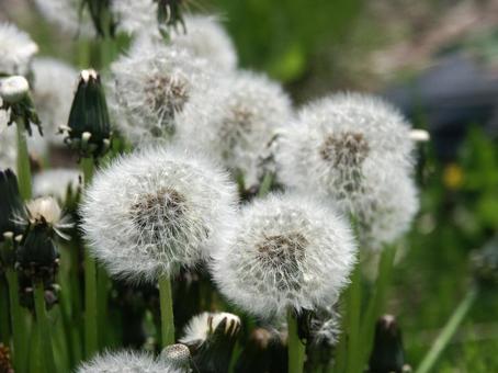 タンポポ・蒲公英 綿毛 タンポポ・蒲公英,綿毛,自然風景の写真素材