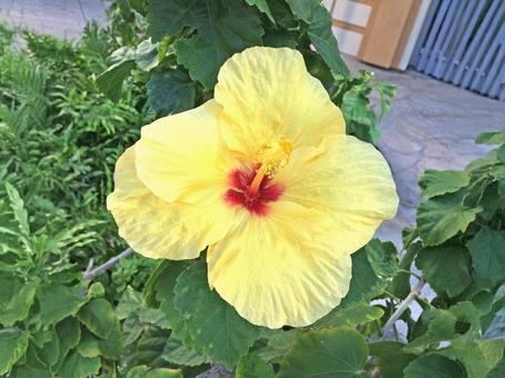 ハイビスカス 夏 植物 黄色 ハワイ ハイビスカス 夏 植物 黄色 ハワイの写真