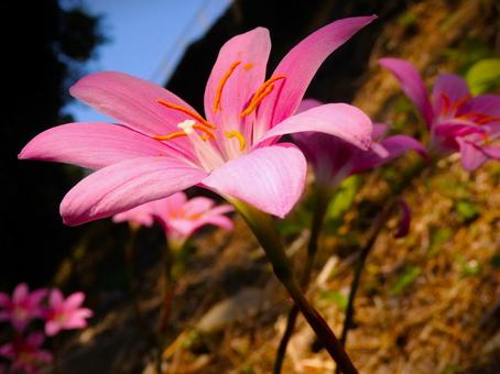Photo, flower, natural, rain lily, 