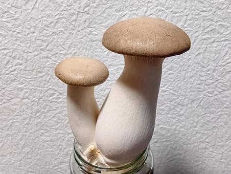 エリンギ エリンギ エリンギ,キノコ,きのこの写真素材