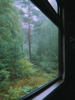 列車から見た秋の森 列車から見た秋の森の写真