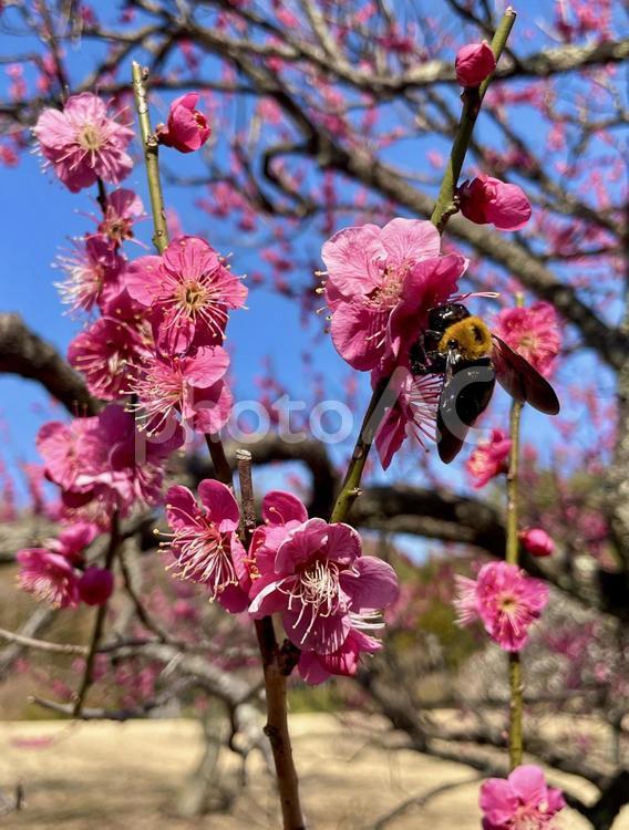 紅梅とクマバチ(熊蜂) 紅梅,クマバチ,梅の写真素材