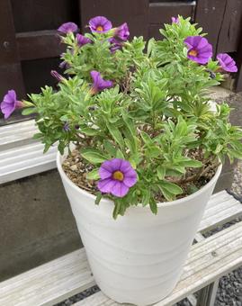 Photo, calibranakore, flowering, potted plant, 