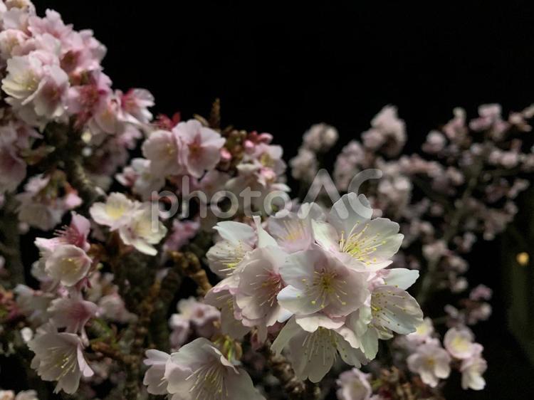 夜の熱海桜〜花明り〜 桜,春,花見の写真素材