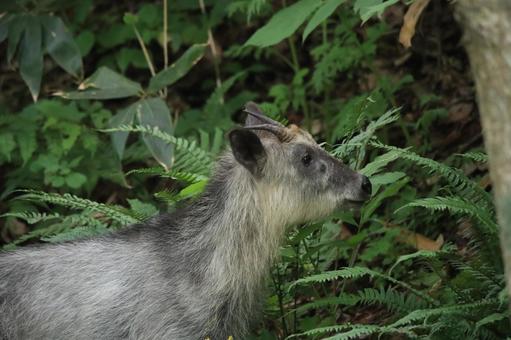 森に佇むニホンカモシカ 森に佇むニホンカモシカの写真