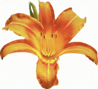 ワスレグサの写真