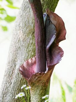 コンニャクの花 コンニャクの花 蒟蒻,巨大な花,コンニャク芋の写真素材