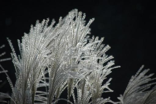 ススキ 花,ススキ,芒の写真素材