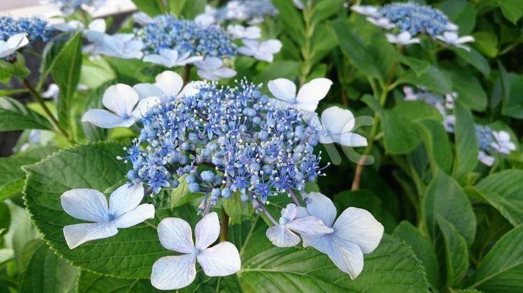 青紫のガクアジサイ ガクアジサイ,青紫,花の写真素材