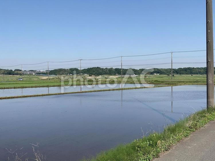 田んぼと電信柱 田んぼ,水,電柱の写真素材