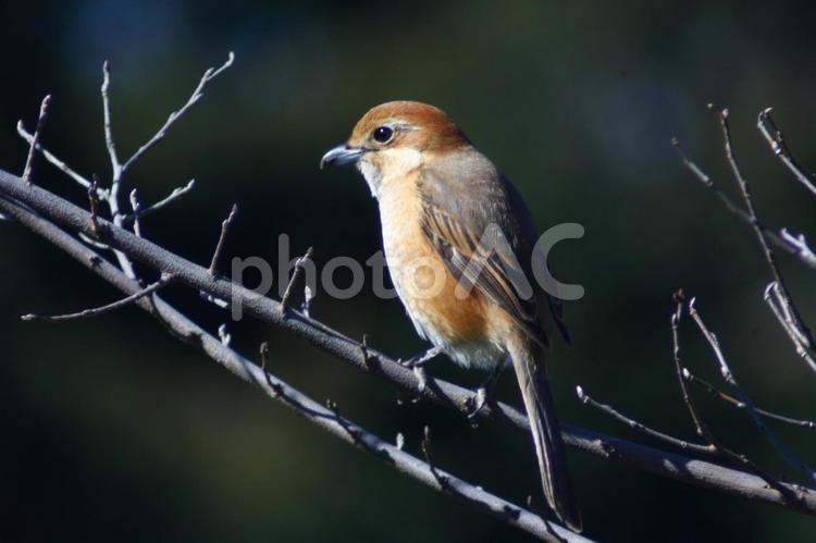 モズ 百舌鳥,野鳥,小鳥の写真素材