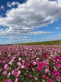 Cosmos, JPG