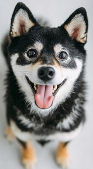 愛らしい表情の柴犬 愛らしい表情の柴犬の写真