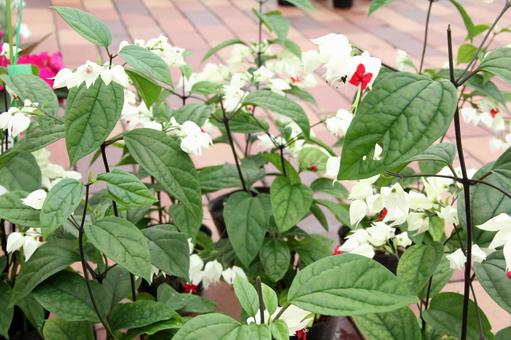 ゲンペイカズラ・源平葛 風景マクロ,花木,鮮やかなの写真素材