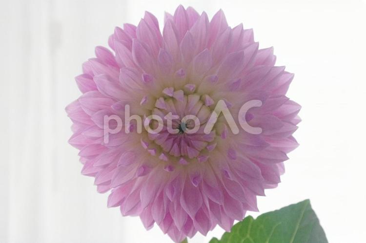 ふんわり可憐なピンクのダリアの花 ダリア,お花のある暮らし,花の写真素材
