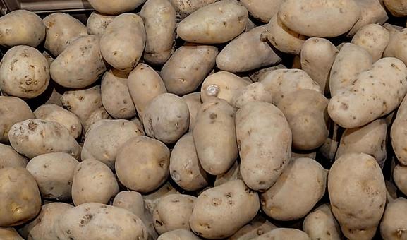 じゃがいも じゃがいも,ポテト,メイクイーンの写真素材