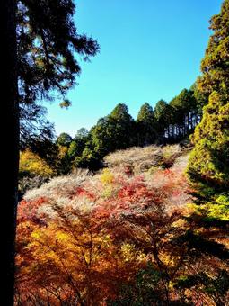 四季桜と紅葉 愛知県豊田市市場城跡より 紅葉,四季桜,城跡の写真素材