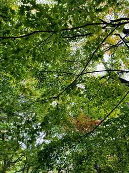 もみじの木漏れ日 もみじ,緑,葉っぱの写真素材