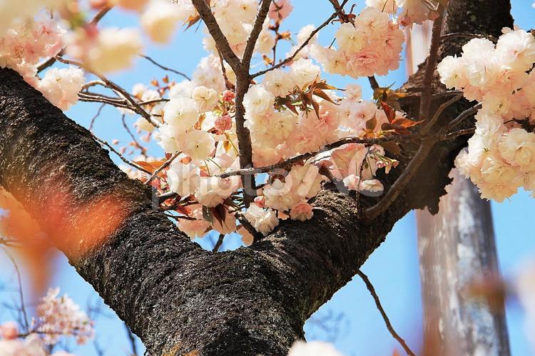別れ枝の桜 春,アップ,枝の写真素材