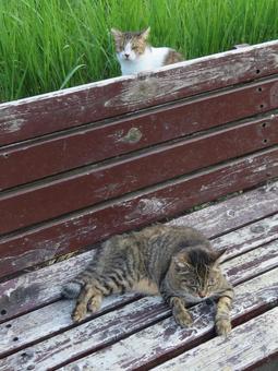 まったりと夕涼みしているもふもふな猫様達 まったりと夕涼みしているもふもふな猫様達の写真
