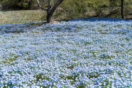Nemophila fields in spring, JPG