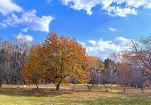 公園の紅葉 紅葉,鮮やか,公園の写真素材
