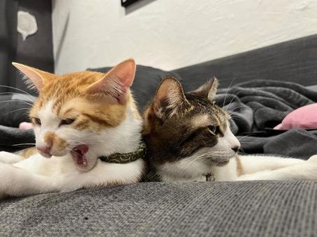 猫 並ぶ 猫 並ぶの写真