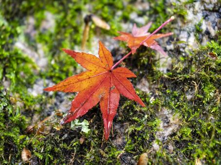 苔に寄り添う濡れ紅葉の彩り 紅葉,モミジ,落ち葉の写真素材
