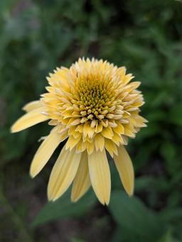 エキナセアの花 7 エキナセアの花 7 エキナセア,エキセントリック,イエローの写真素材
