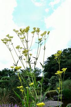 夏の花:オミナエシ2 夏の花:オミナエシ2 植物,オミナエシ,女郎花の写真素材