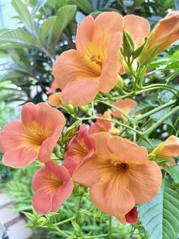 夏の花 ノウゼンカズラ 夏の花 ノウゼンカズラ 花,夏,真夏の写真素材