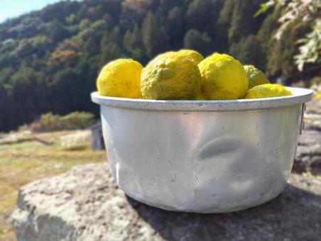 もぎたて柚子 C ゆず,柑橘類,秋の写真素材