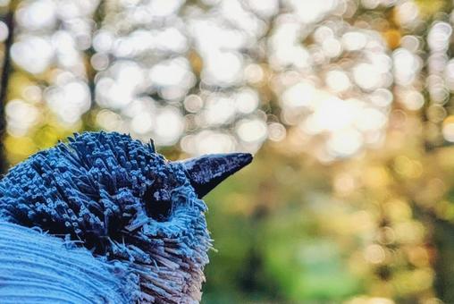 青い鳥と森 青,鳥,森の写真素材