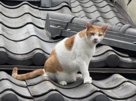 野良猫 屋根の上の白茶トラさん 野良猫 屋根の上の白茶トラさん 野良猫,地域猫,さくら猫の写真素材