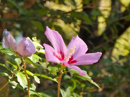 ムクゲの花の写真