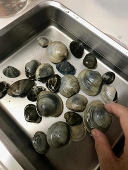 貝の砂抜きをする様子 貝,アサリ,ホンビノスの写真素材