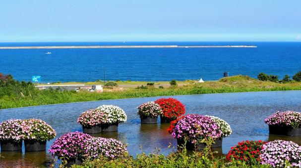 ひたち海浜公園・サンパチェンスの花＆海 初秋,国営ひたち海浜公園,サンパチェンスの写真素材