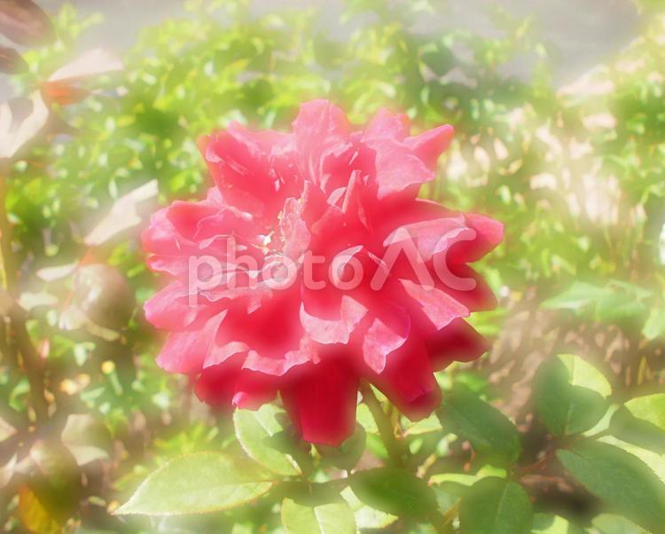 薔薇　ばら　バラ　ぼかし ばら,バラ,薔薇の写真素材