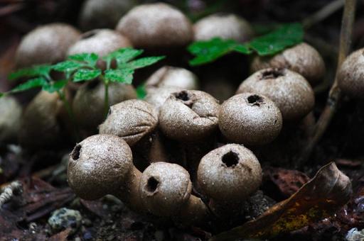 ホコリタケ③ ホコリタケ,きのこ,胞子の写真素材