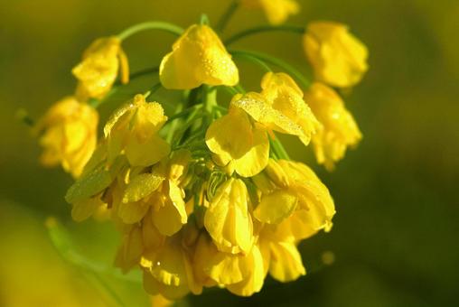 濡れた菜の花 濡れた菜の花の写真