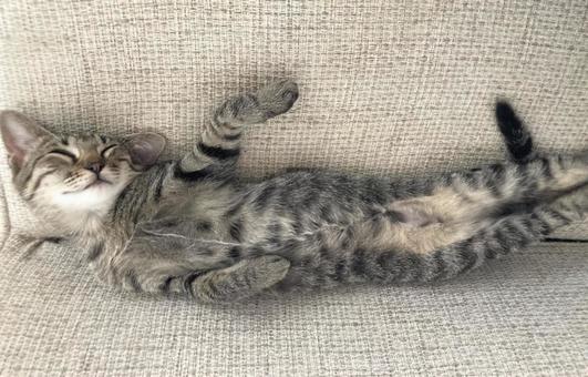 猫 猫の写真
