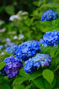 紫陽花 紫陽花の写真