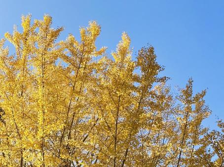 美しいイチョウ 銀杏,イチョウ,紅葉の写真素材