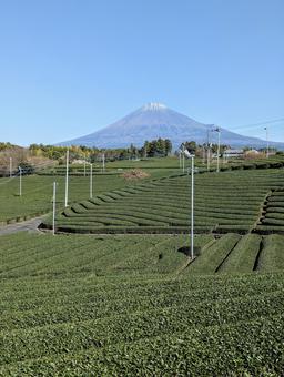 初冬の茶畑と富士山 富士山,茶畑,自然の写真素材