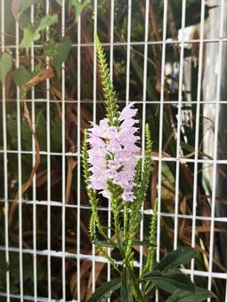 Photo, flowers growing out of the fence, flower, outdoors, 