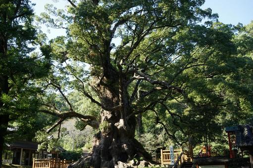 蒲生の大クス・日本一巨樹1 蒲生の大クス・日本一巨樹1 蒲生の大クス,蒲生八幡神社,日本一の巨樹の写真素材
