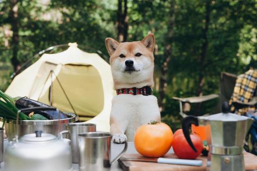 テーブルに置かれた果物とキャンプ用品 犬,テント,キャンプの写真素材