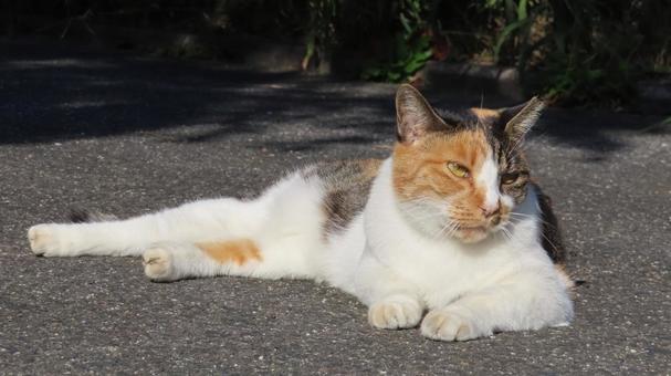 日向ぼっこが日課のあざと可愛い三毛猫 三毛猫,猫,寝そべるの写真素材