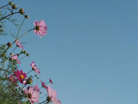 秋桜 秋桜の写真