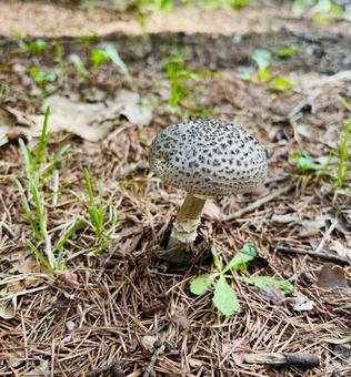 秋のキノコ 秋のキノコの写真